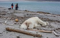 Norveç'te turistik gezi vahşete dönüştü: Kutup ayısı öldürüldü