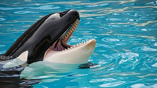 Thomas Cook'tan hayvan hakları hamlesi: Katil balina gösteri biletleri satılmayacak