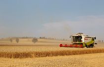 "Extreme Dürre": Deutschlands Landwirten drohen hohe Verluste
