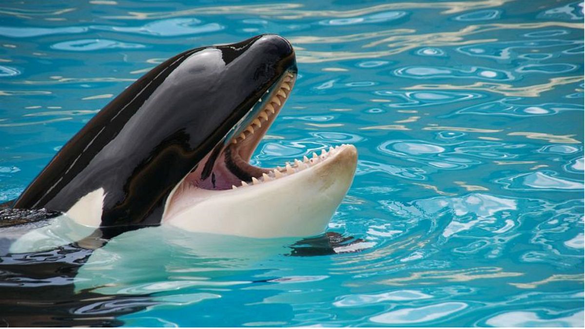 توماس كوك تلغي رحلاتها لمواقع "الحوت القاتل"