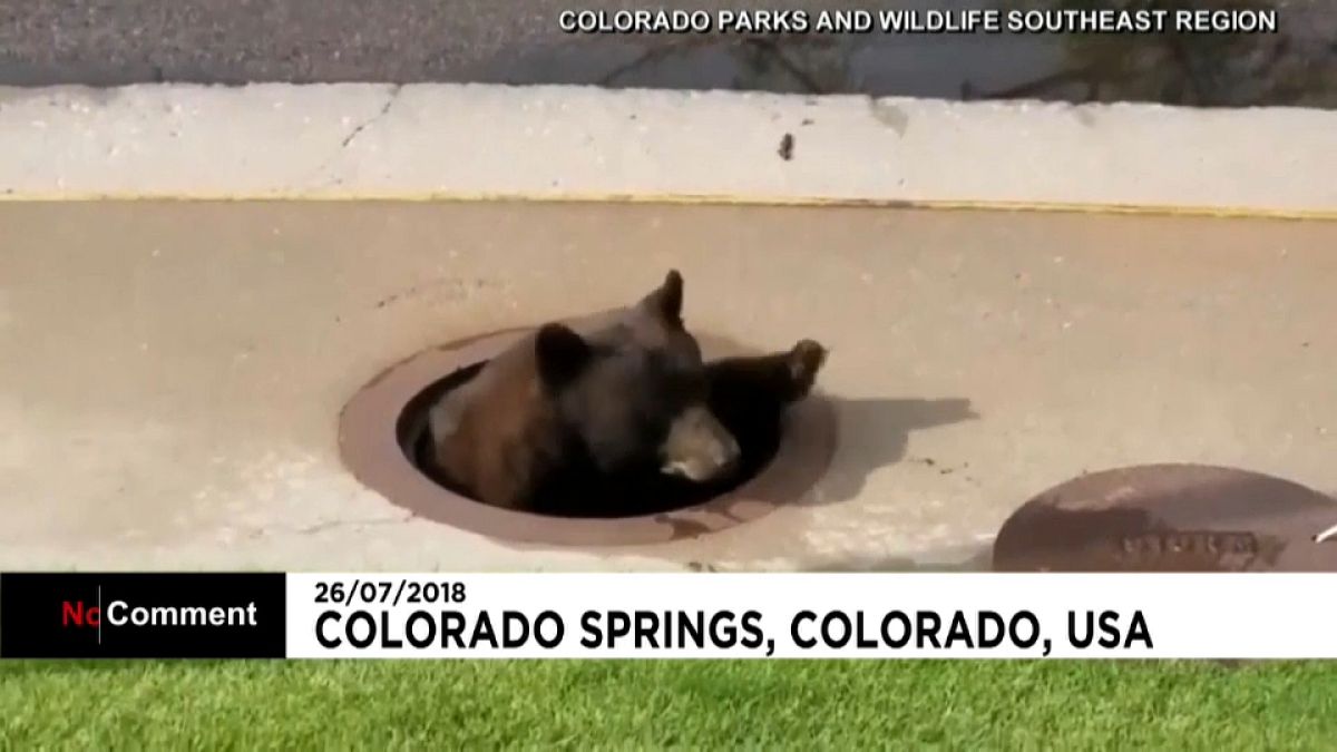 Bear climbs out of manhole