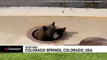 Rescatan a un oso perdido en un desagüe en Colorado