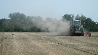 A combine harvester throws up dust in Germany