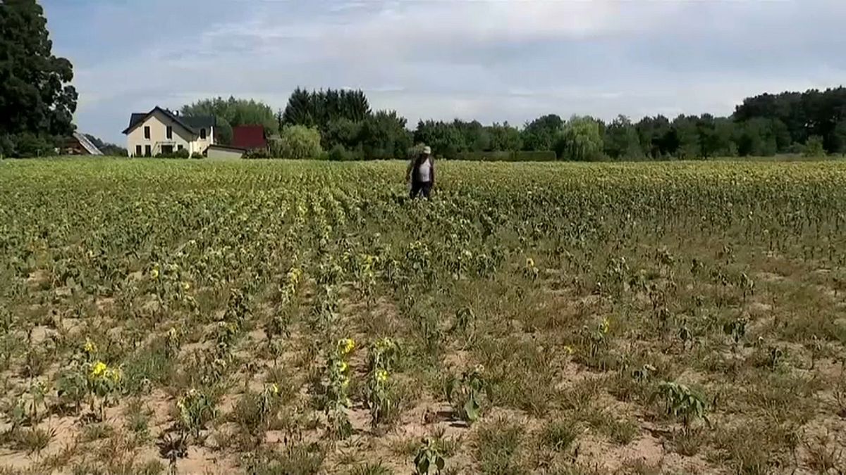 Agricultores alemães pedem medidas para combater a seca