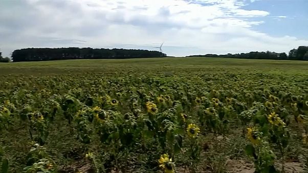 Germania: chiesti aiuti speciali per gli agricoltori Germania: chiesti aiuti speciali per gli agricoltori