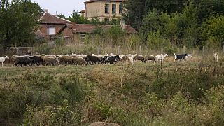 Sheep and goats facing slaughter in Bulgaria