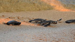 Νεογέννητες πράσινες χελώνες και καρέτα καρέτα κολυμπούν στη Μεσόγειο