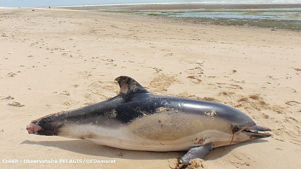 Dauphin commun échoué sur Ile de Ré (17) avec amputation Dauphin commun échoué sur Ile de Ré (17) avec amputation