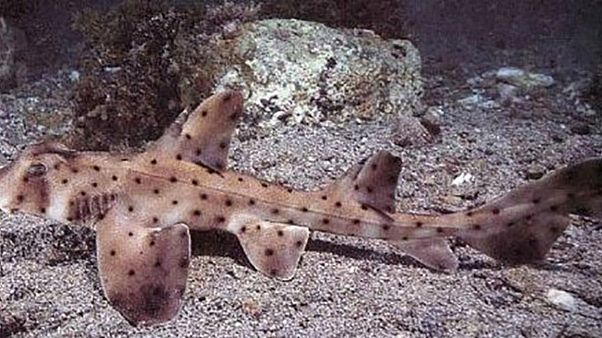 horn shark horn shark