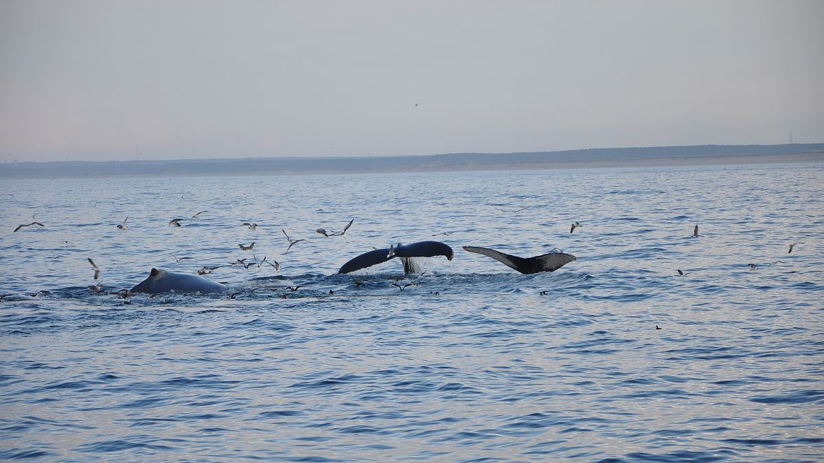 Anne katil balina ölen yavrusunu bir haftadır sırtında taşıyor