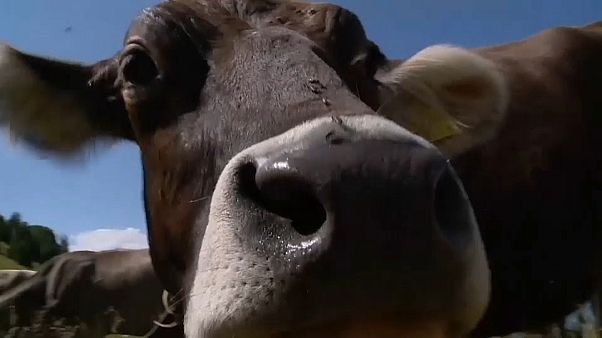 Vacas suíças hidratadas por helicóptero Vacas suíças hidratadas por helicóptero