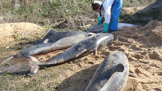 Hundreds of dolphins wash up dead on French beaches every year.