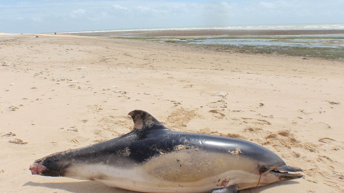 Toter Delfin mit angetrennter Schwanzflosse am Strand der Ile de Ré