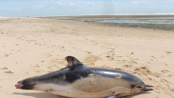 Toter Delfin mit angetrennter Schwanzflosse am Strand der Ile de Ré Toter Delfin mit angetrennter Schwanzflosse am Strand der Ile de Ré