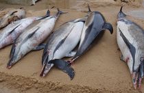 Francia, centinaia di delfini morti sulle spiagge: vittime collaterali della pesca