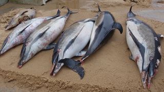 Francia, centinaia di delfini morti sulle spiagge: vittime collaterali della pesca
