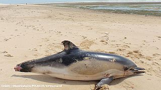صدها دلفین قربانی خطای ماهیگیران در فرانسه