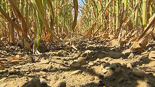 Allarme siccità in Europa, agricoltura a rischio