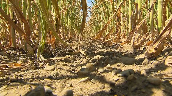 Warnings of food prices increases due to European drought Warnings of food prices increases due to European drought