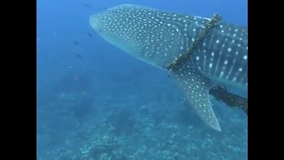 Χαβάη: Διάσωση φάλαινας από τα δίχτυα φαλαινοθήρων