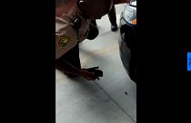 Un chaton sauvé par des policiers en Floride