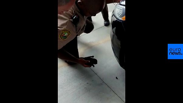 Un chaton sauvé par des policiers en Floride Un chaton sauvé par des policiers en Floride
