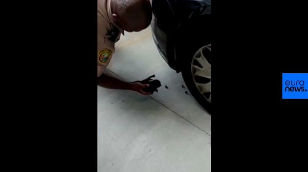شاهد: شرطة ميامي تنقذ قطا علق في محرك في سيارة شاهد: شرطة ميامي تنقذ قطا علق في محرك في سيارة