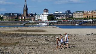 Germany: Fish are dying in rivers from heatwave