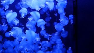 Japonya'da rengarenk denizanalarına ziyaretçi akını