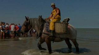شاهد: تقليد صيد "ثمار البحر" أثناء ركوب الخيول في بلجيكا