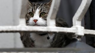 قطٌ ينقذ مالكته المريضة ويحصد لقب "قط العالم" في بريطانيا