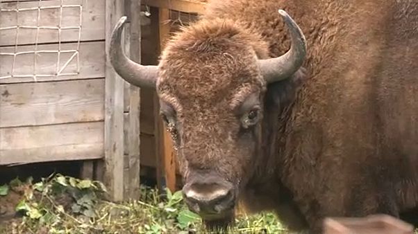 Neustart in der Natur: Glücklich wie ein Wisent im Kaukasus Neustart in der Natur: Glücklich wie ein Wisent im Kaukasus