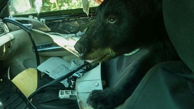Colorado officials release bear that trashed car