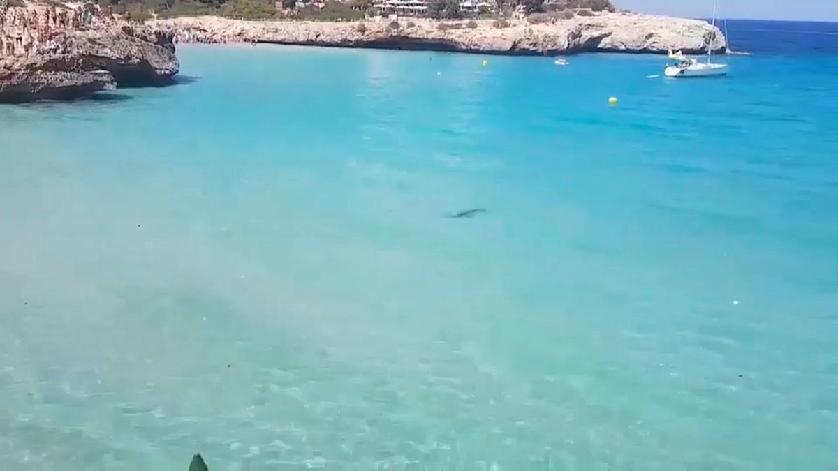 Watch: Majorca beach evacuated after shark spotted near shore