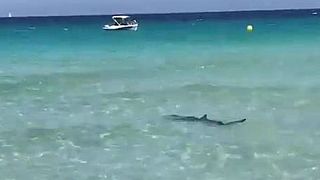 Hai-Alarm am Strand auf Mallorca