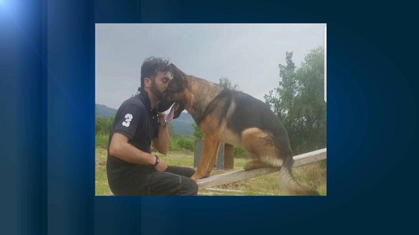 Indignación y conmoción en Italia tras el envenenamiento del perro Kaos Indignación y conmoción en Italia tras el envenenamiento del perro Kaos