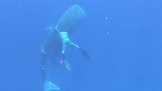 Watch: Family diving trip becomes mission to rescue whale shark