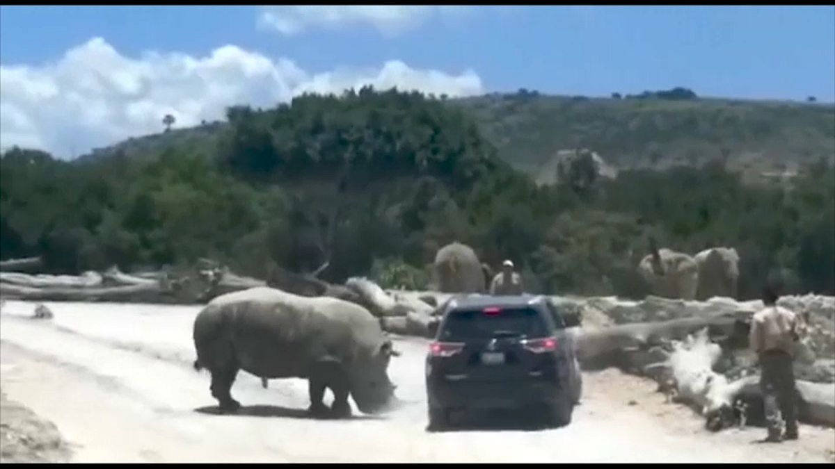 وحيد القرن يصارع سيارة تقل زواراً لحديقة حيوانات في المكسيك