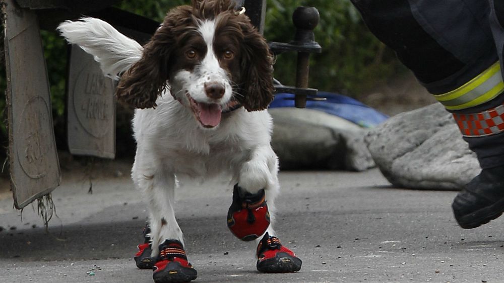Swiss police urge owners to put dogs in shoes during heatwave
