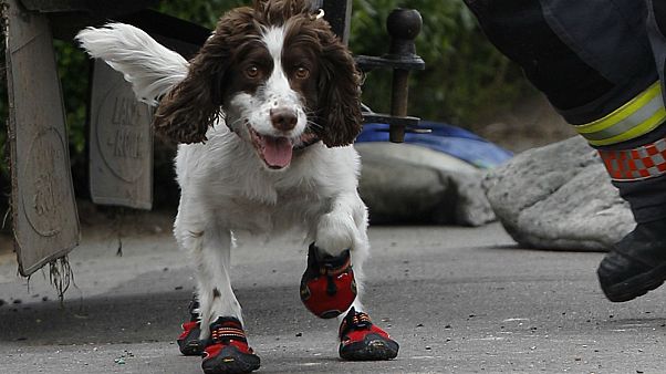 dog with shoes