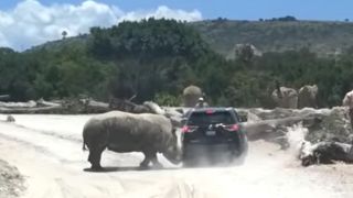 Watch: Rhino attacks vehicle at safari park