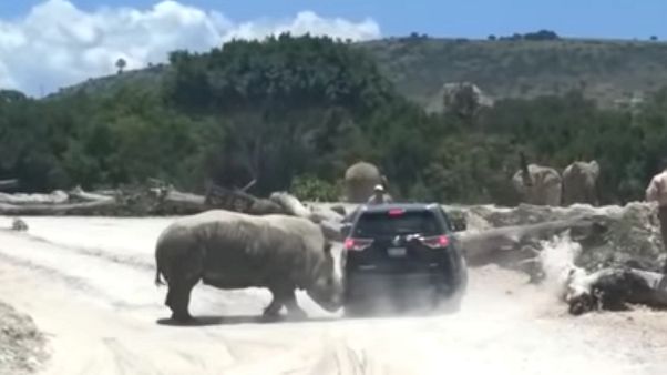 Watch: Rhino attacks vehicle at safari park Watch: Rhino attacks vehicle at safari park