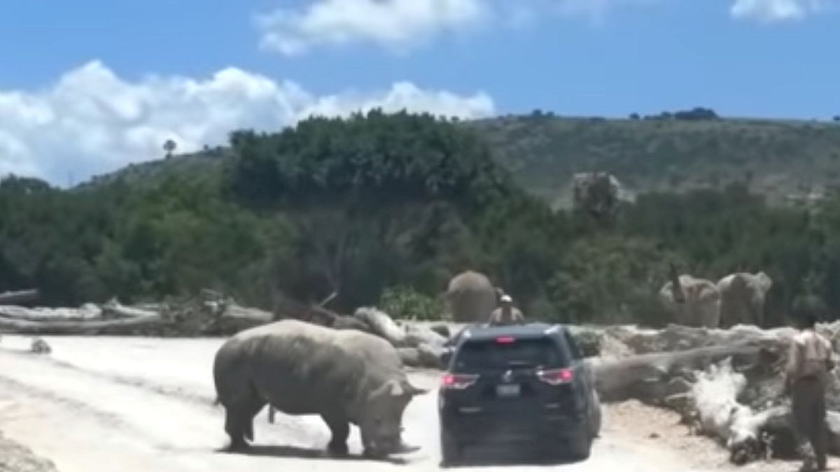 "Ревнивый" носорог напал на туристов
