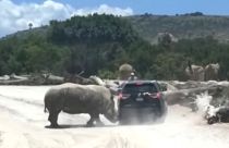 Messico: il rinoceronte attacca l'auto dei turisti