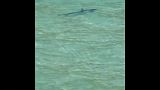 Акула вызвала панику на пляже на Майорке