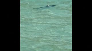 Shark seen off Majorca beach, forces evacuation