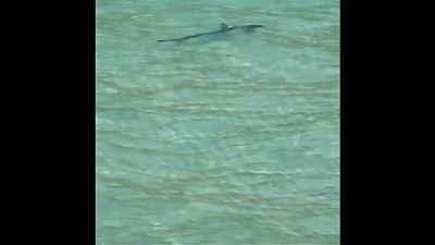 Mallorca'da bir plajda yüzen köpek balığı paniğe neden oldu
