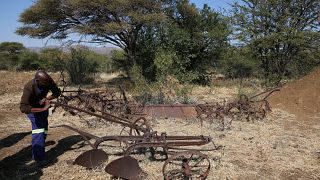 Güney Afrika'da bir çiftçi eski tarım malzemeleriyle
