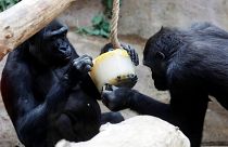 شاهد : الغوريلا تواجه موجة الحر بالفاكهة المثلجة في حديقة حيوان براغ