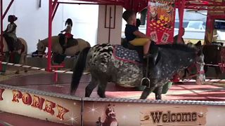 Watch: Real pony carousel in Brussels sparks outrage